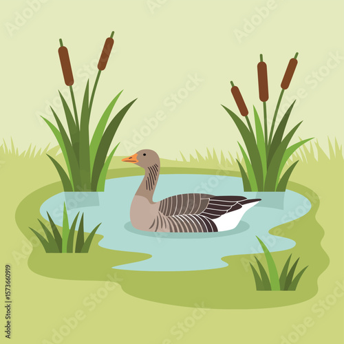 Greylag Goose in a Pond with Reeds