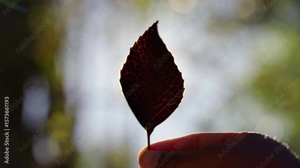 Textura de hoja de arbol a contraluz del sol