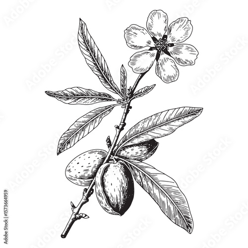 Detailed black and white sketch of an almond branch with leaves flowers and ripening nuts on a white background
