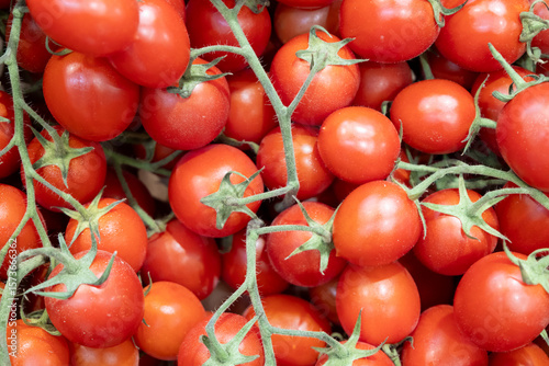 Numerous tomatoes on a branch. Edible fruits for salads. Vegan food.