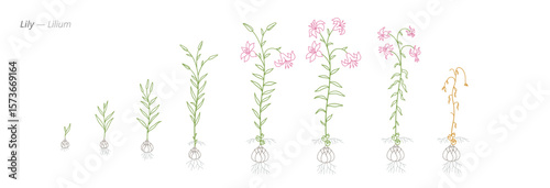 Lily flower. Lilium Plant Development Vector Art for growth management