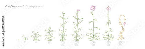 Coneflowers. Echinacea purpurea Growth Stages Diagram for growth management