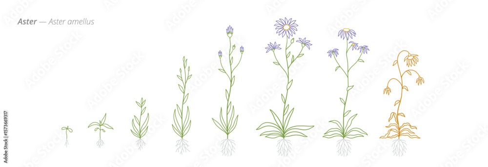 Fototapeta premium Aster amellus Development Stages Illustration for growth management