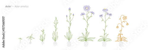 Aster amellus Development Stages Illustration for growth management