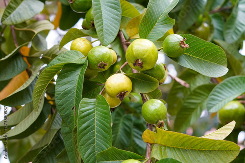 Ten red guava fruits with greenish-yellow skin hang from the tree. When sliced, the fresh red flesh appears, offering a sweet and refreshing taste ready to be enjoyed.