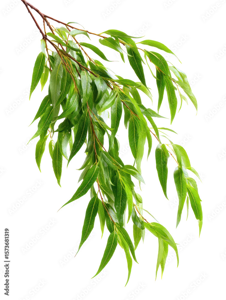 Fototapeta premium Weeping Willow Branch with Drooping Green Leaves on Transparent Background