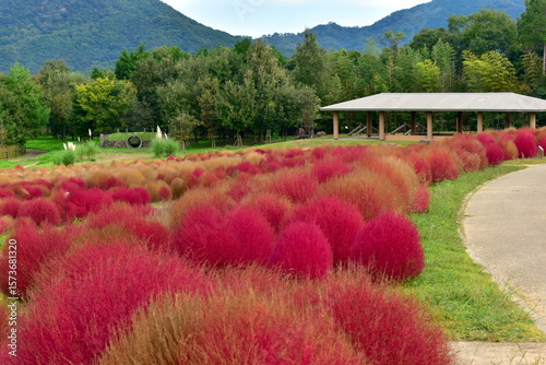 コキア　秋　まんのう公園　国営讃岐まんのう公園　香川