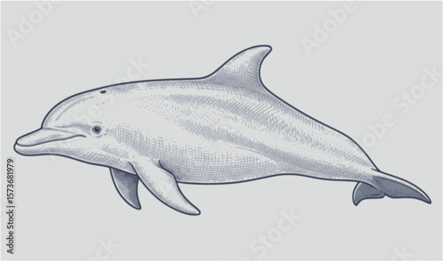 A detailed, realistic illustration of a bottlenose dolphin swimming, isolated on a white background.