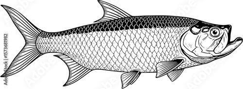 A detailed, realistic illustration of a fish, isolated on a white background.