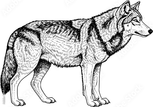 A detailed black and white line art illustration of a grey wolf standing in a noble, attentive profile pose.