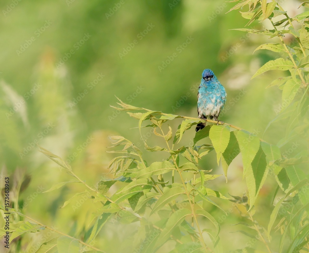 Fototapeta premium Young Indigo Bunting Bright Blue and Gray Watches from a Tree Branch in the Field