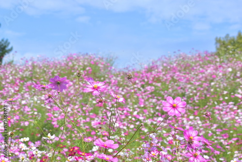 秋桜　こすもす　コスモス　秋　まんのう公園　国営讃岐まんのう公園　香川