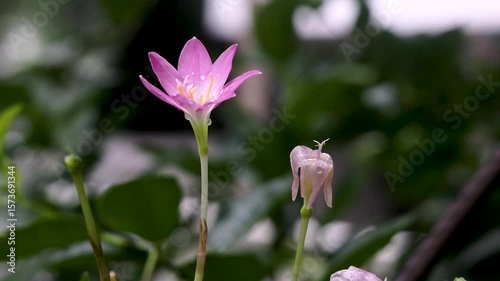 Pink Rain Lily also known by its botanical name Zephyranthes carinata