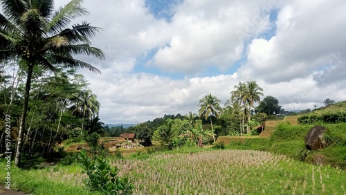 rice fields with the sky 