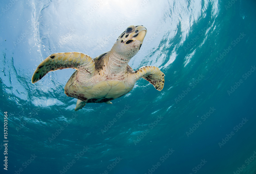 Obraz premium Tortuga marina bajo el agua nadando