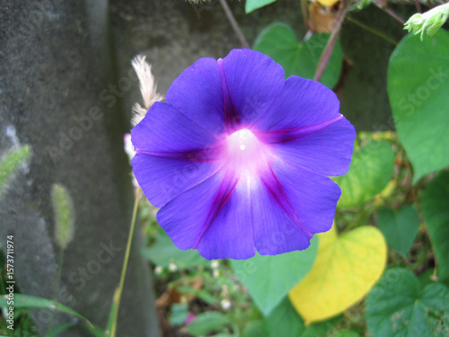 Deep purple morning glory flowers