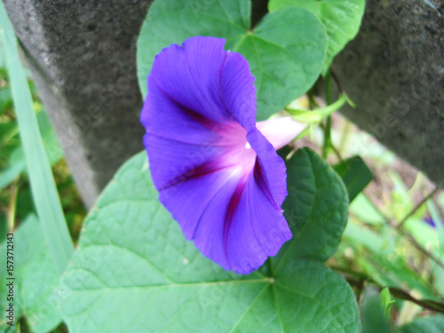 Deep purple morning glory flowers