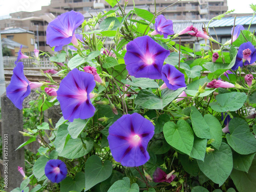 Deep purple morning glory flowers