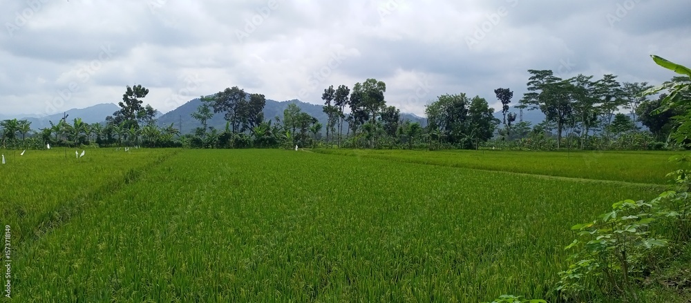 Obraz premium Expansive Green Rice Fields Under Cloudy Sky