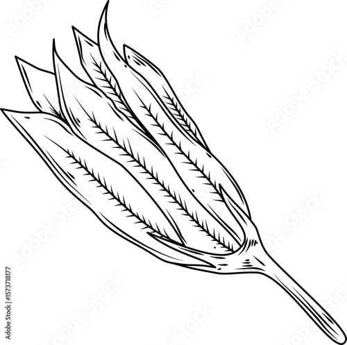 Zucchini flower detail Hand Drawn Ink Sketch Engraving Style Collection Vector