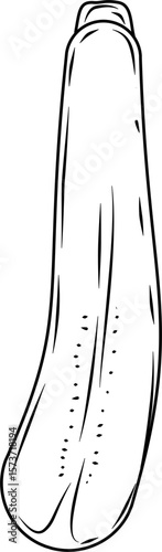 Cross section of zucchini Hand Drawn Ink Sketch Engraving Style Collection Vector