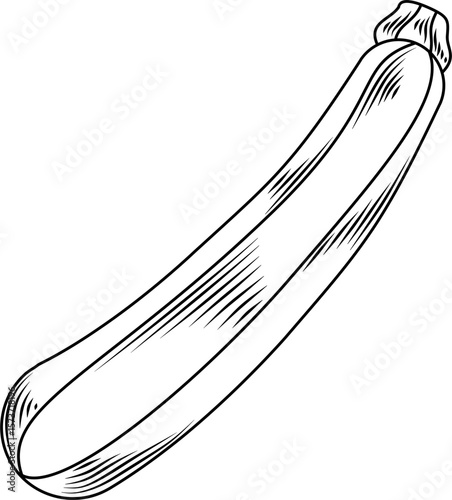 Whole zucchini Hand Drawn Ink Sketch Engraving Style Collection Vector