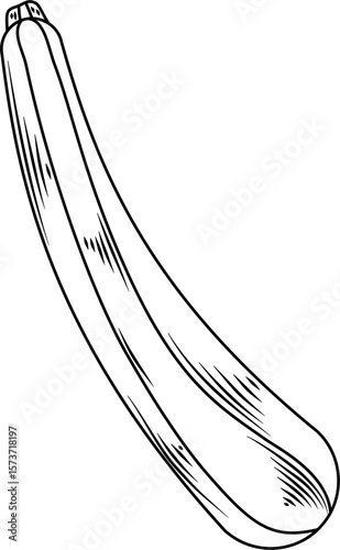 Zucchini from top view Hand Drawn Ink Sketch Engraving Style Collection Vector