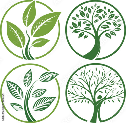 Elegant botanical illustration of a single plant with detailed leaves and stems
