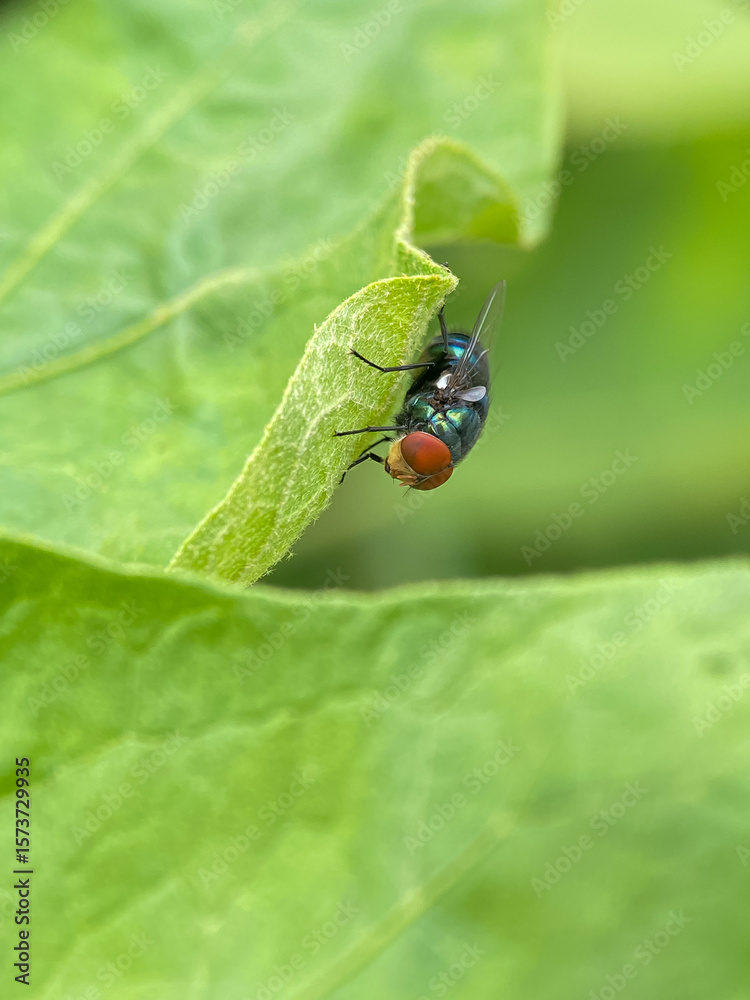 Fototapeta premium Portrait of green fly perched on plant with blurry background