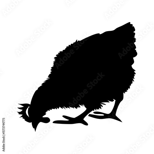 Black silhouette of a chicken pecking the ground on a white background