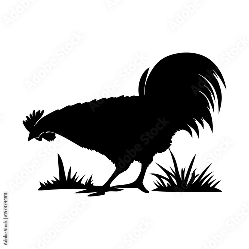Silhouette of a rooster pecking for food in the grass on a white background