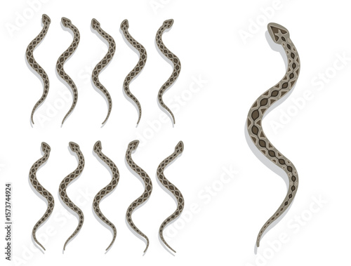 Snake Russell's Viper Animal Animation Sequence Cartoon Vector