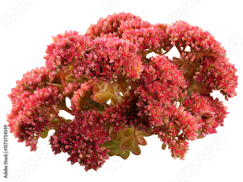 Beautiful Sedum flower isolated on transparent background.png