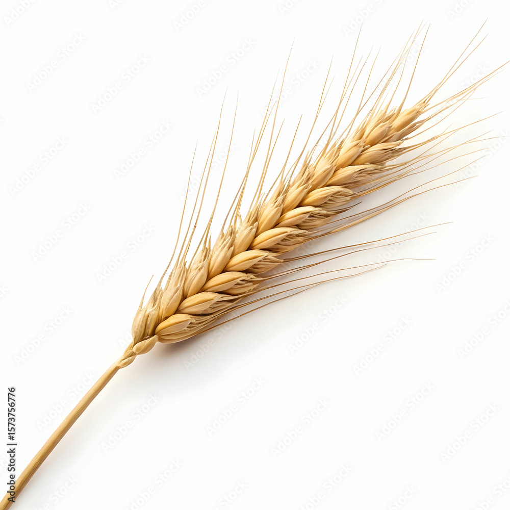 Dried wheat stalks laid horizontally are rustic, natural decor elements used in crafts, Dried wheat stalks laid horizontally are rustic, natural decor elements used in crafts,