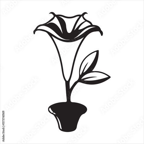 Vector Datura  Illustration