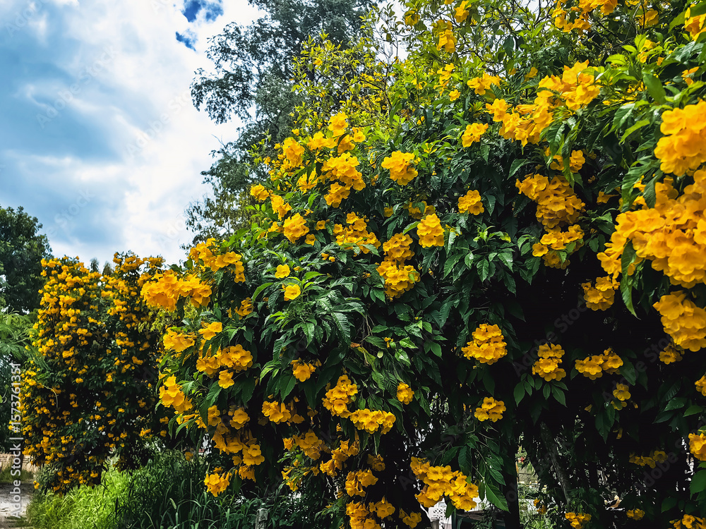 Obraz premium Yellow elder, Yellow trumpet, Trumpet vine flowers, Ginger Thomas. Tecoma stans or yellow bell blooming with nature background. Beautiful yellow flowers blossom with green leaves. Nature wallpaper.
