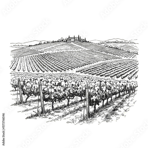 Illustration Vineyard Agriculture Landscape at Farm Wine Grapes Field