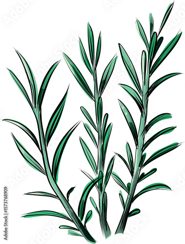 Hand drawn vector illustration of rosemary sprigs with green leaves