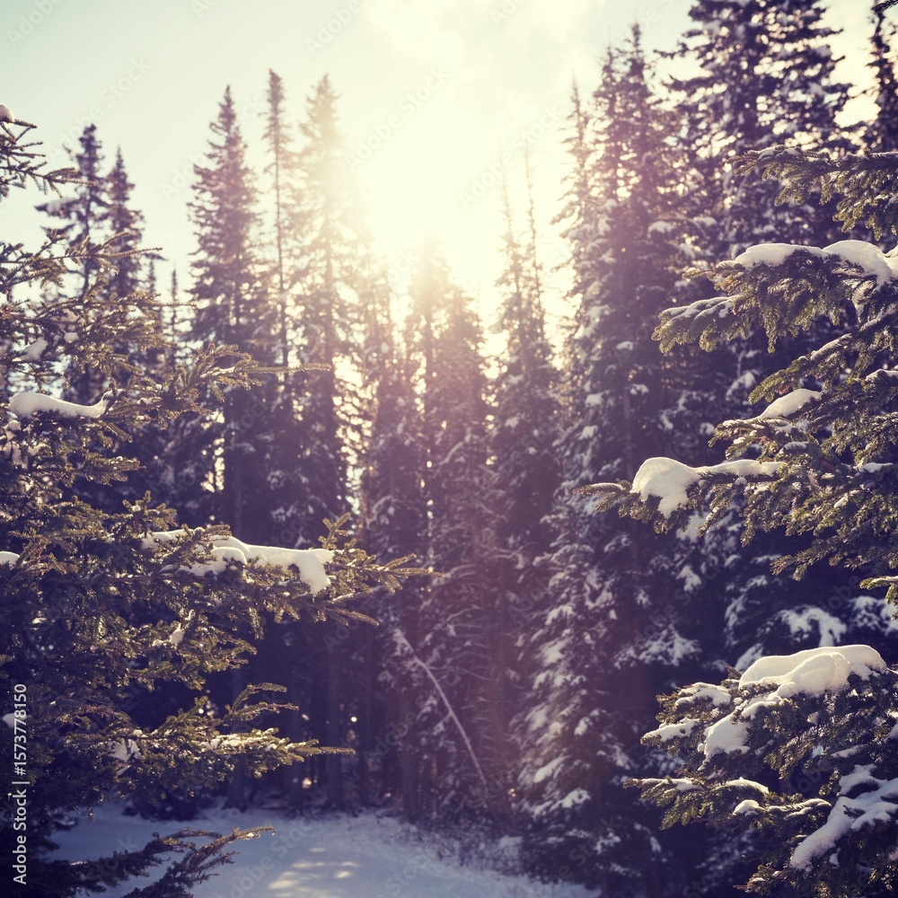 Fototapeta premium Snow covered trees against sky at forest