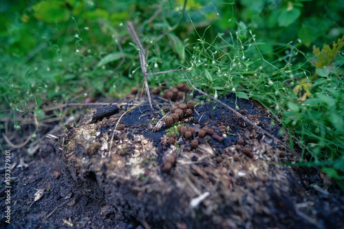Common bird`s nest fungus in natural habitat. Bird`s nest fungus or Cyathus striatus, an unusual looking mushroom in different stages of development in natural habitat on rotting wood besides mountain