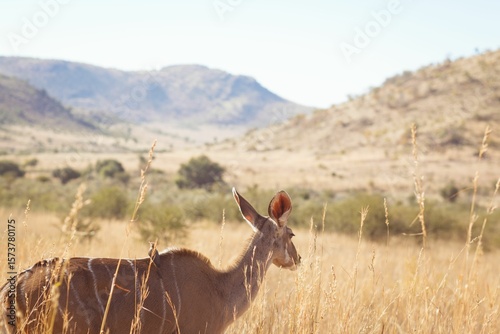 Deer standing on grassy field