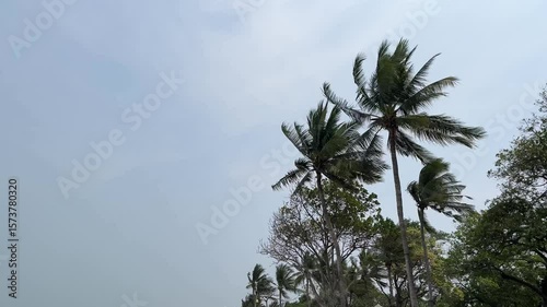 Wallpaper Mural Coconut palms tree and windy. Tropical weather Torontodigital.ca