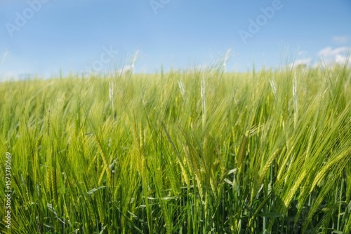 Flat vector illustration is showing green barley stalks with grain heads swaying under blue sky