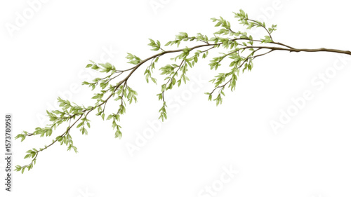 Title: Elegant White Willow Tree Branch Botanical Watercolor Illustration Isolated on Clean White Background