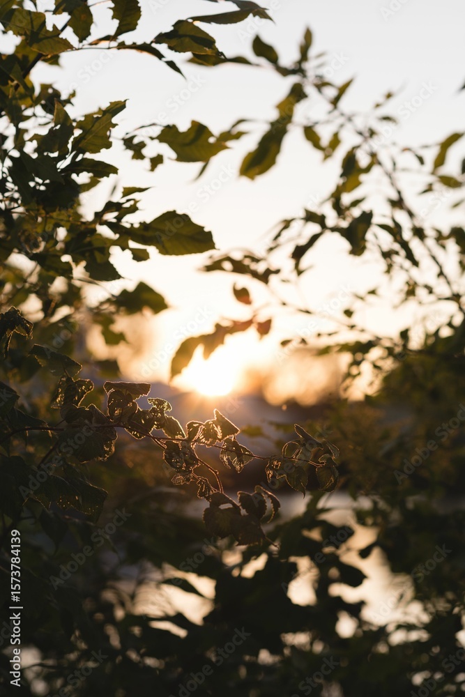 Obraz premium autumn leaves in front of a lake