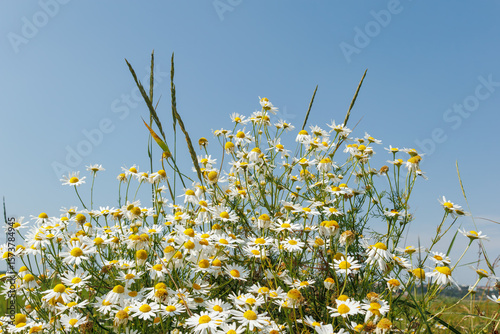 Fototapeta Naklejka Na Ścianę i Meble -  Chamomile flowers blooming under clear sky