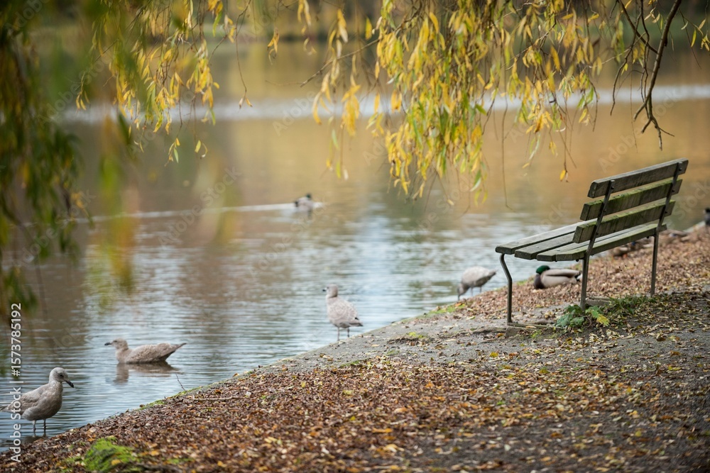 Obraz premium Empty bench by seagulls at lake