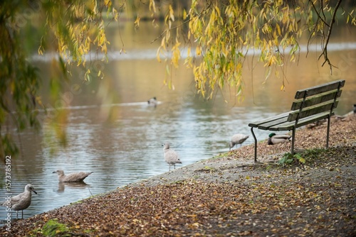Empty bench by seagulls at lake