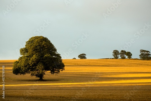 Solitary deciduous tree is standing in flat design golden field under soft late-afternoon light