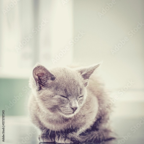 Close up of cat sleeping while sitting on floor